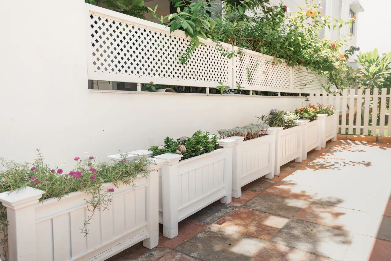 Outdoor side path lined with white panelled planters of flowering plants, a lattice-topped wall and white picket fence